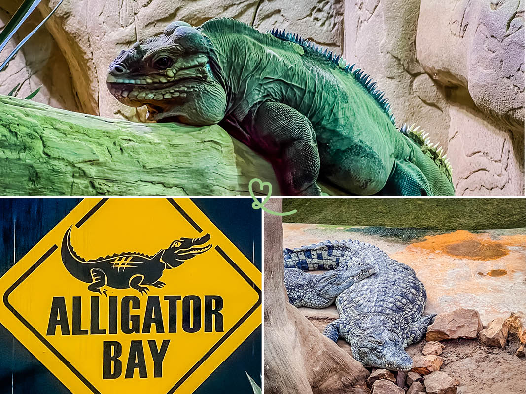 Visite el parque Alligator Bay, a 5 minutos del Mont-Saint-Michel, para una inmersión total en el mundo de los reptiles de todo el mundo.