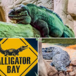 Visiter le parc Alligator Bay à 5min du Mon-Saint-Michel pour une immersion totale au milieu des reptiles venus des 4 coins du mondce.
